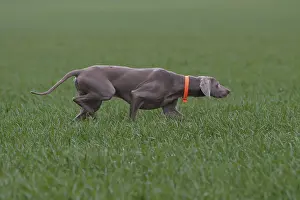 Trainings: Weimar Pointing Dog hunting in a field France