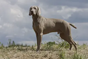 Hunted: Weimar Pointing Dog standstill France