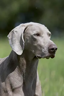 Hunted: Weimar Pointing Dog standstill France