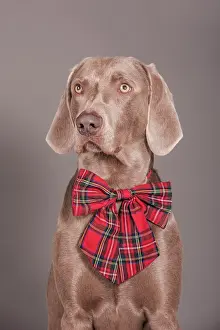 Weimaraner: Weimaraner dog, with a bow tied around its neck
