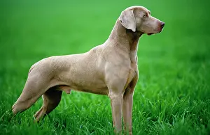 Braque: WEIMARANER DOG / Braque de Weimer
