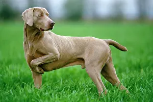 Docked: WEIMARANER DOG / Braque de Weimer holding up front