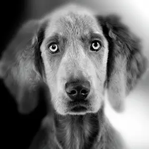 Weimaraners: Weimaraner Dog - close-up of face. Black and White