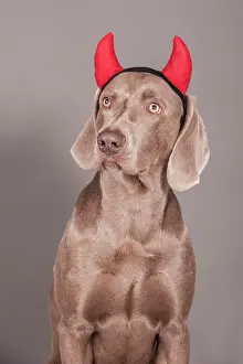 Devil: Weimaraner dog as a devil