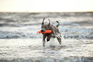 Weimaraner: Weimaraner dog fetching a toy out of the water