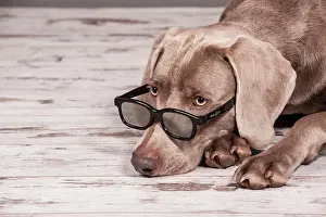Sunglasses: Weimaraner dog with glasses, portrait