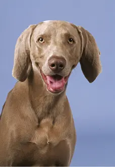 Weimaraner: Weimaraner DOG - head close-up, studio shot