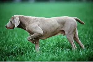Holds: WEIMARANER DOG - holds up leg