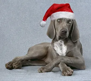 040718: Weimaraner Dog - Lying with legs crossed wearing