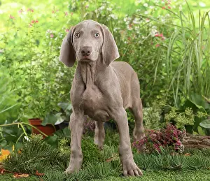 Weimaraner: Weimaraner dog outdoors in the garden