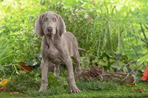 Weimaraner: Weimaraner dog outdoors in the garden