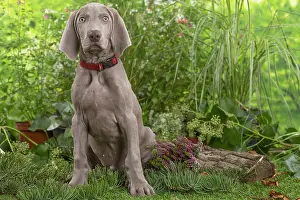 Weimaraner: Weimaraner dog outdoors in the garden