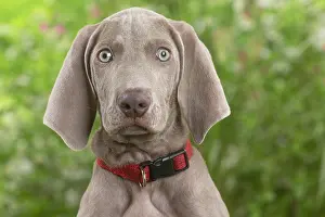Staring: Weimaraner dog outdoors in the garden