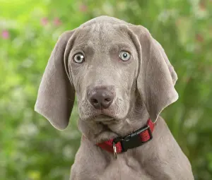 Staring: Weimaraner dog outdoors in the garden