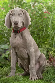 Weimaraner: Weimaraner dog outdoors in the garden