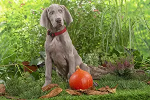 Weimaraner: Weimaraner dog outdoors in the garden