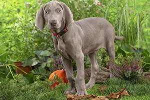 Weimaraner: Weimaraner dog outdoors in the garden