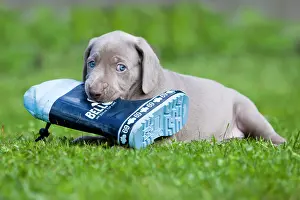 Weimaraner: Weimaraner dog, puppy, playing with a rubber boot
