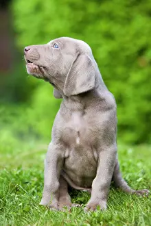 Howling: Weimaraner dog, puppy, sitting on grass, howling