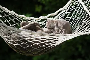 Weimaraner: Weimaraner dog, puppy, sleeping in a hammock, North