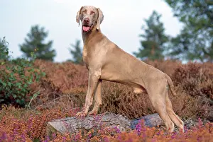 Docked: WEIMARANER DOG - side-view, standing on log in heather