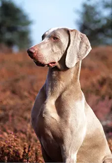 Weimaraner: WEIMARANER DOG - SITTING