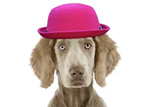 220719: Weimaraner Dog wearing pink hat in studio Weimaraner