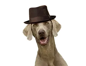 Weimaraner: Weimaraner Dog, wearing pork pie hat with mouth open