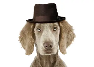 Weimaraner: Weimaraner Dog wearing pork pie hat in studio