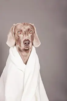 Wrapped: Weimaraner dog wrapped in a blanket