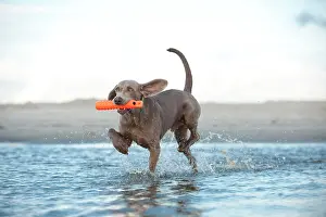 Weimaraner: Weimaraner fetching a toy out of the water