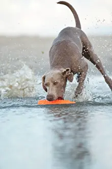 Weimaraner: Weimaraner fetching a toy out of the water, St