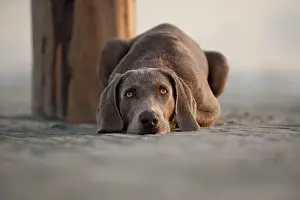 Weimaraner: Weimaraner lying on the beach, St. Peter-Ording