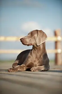Weimaraner: Weimaraner lying on a jetty