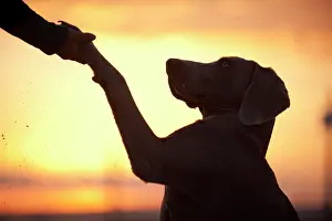 Weimaraner: Weimaraner offering its paw, silhouette