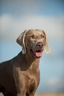 Weimaraner: Weimaraner, portrait