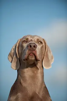 Weimaraner: Weimaraner, portrait