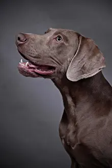 Weimaraner: Weimaraner, portrait