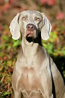 Weimaraner: Weimaraner, portrait, North Tyrol, Austria, Europe