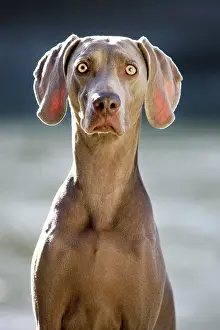 Weimaraner: Weimaraner, portrait, North Tyrol, Austria, Europe
