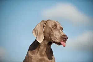 Sticking: Weimaraner, portrait with its tongue sticking out