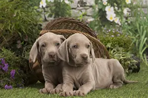 Weimaraners: Weimaraner puppies outdoors