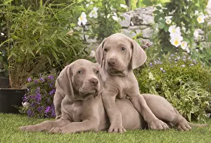 Weimaraners: Weimaraner puppies outdoors