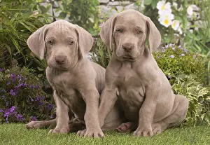 Weimaraners: Weimaraner puppies outdoors