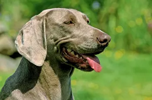 Weimaraner: Weimaraner, puppy