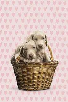 051119: Weimaraner puppy in basket with heart background