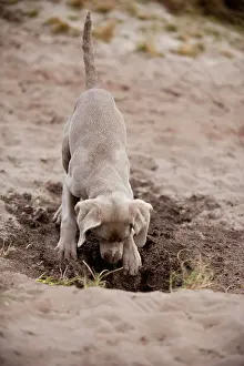 Digging: Weimaraner puppy digging in the sand