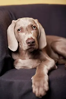 Weimaraner: Weimaraner puppy lying on a chair