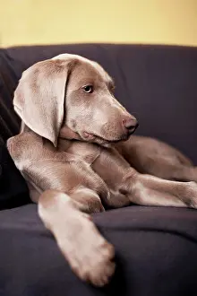 Weimaraner: Weimaraner puppy lying on a chair