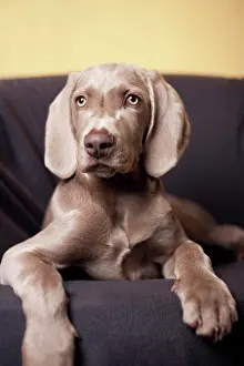 Weimaraner: Weimaraner puppy lying on a chair